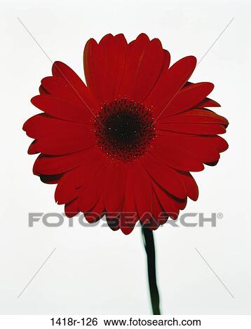 Daisy View Large Photo Image Stock Photograph - Daisy. Fotosearch