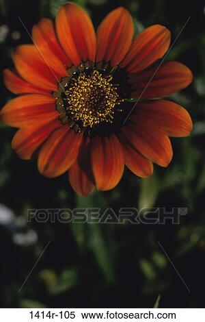 Daisy View Large Photo Image Stock Photography - Daisy. Fotosearch