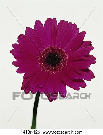 Daisy View Large Photo Image Stock Photography - Daisy. Fotosearch