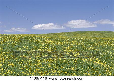 Dandelions, New York, USA View Large Photo Image Stock Photograph - Dandelions, New York, USA. Fotosearch