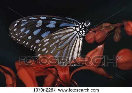 Dark Blue Tiger Butterfly View Large Photo Image Stock Photo - Dark Blue Tiger Butterfly. Fotosearch