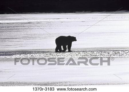 dark, snow, night, walking, ice, polar bear View Large Photo Image Stock Image - dark, snow, night, walking, ice, polar bear. Fotosearch