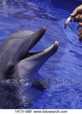 Dolphin View Large Photo Image Stock Photo - Dolphin. Fotosearch