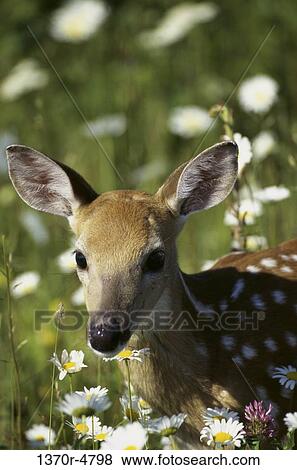 ears, fawn, spots, young, watching, spring, animal View Large Photo Image Stock Photo - ears, fawn, spots, young, watching, spring, animal. Fotosearch