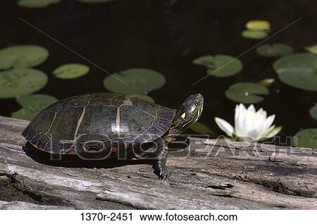Eastern Painted Turtle View Large Photo Image Stock Image - Eastern Painted Turtle. Fotosearch
