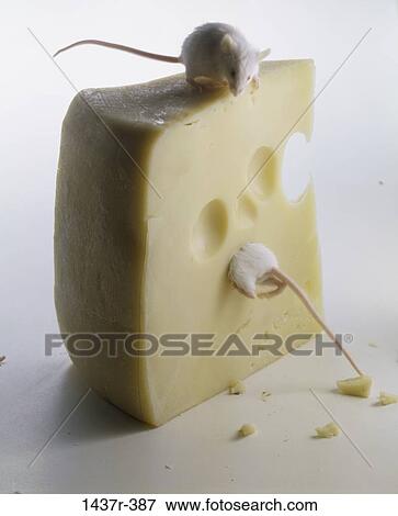 eating, animals, humor, mischievous, dairy, mammals, humorous View Large Photo Image Stock Photo - eating, animals, humor, mischievous, dairy, mammals, humorous. Fotosearch
