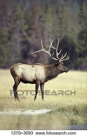 Stock Image - Elk. Fotosearch