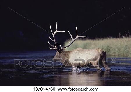 Elk View Large Photo Image Stock Image - Elk. Fotosearch