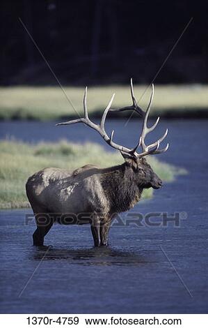 Elk View Large Photo Image Stock Photo - Elk. Fotosearch