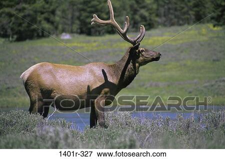 Elk View Large Photo Image Stock Photo - Elk. Fotosearch