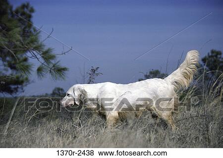 English Setter View Large Photo Image Stock Photo - English Setter. Fotosearch