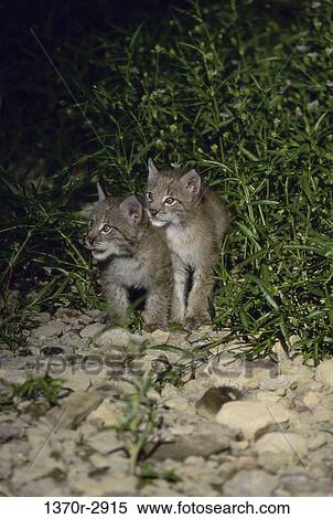 Stock Photography - Eurasian Lynx. Fotosearch