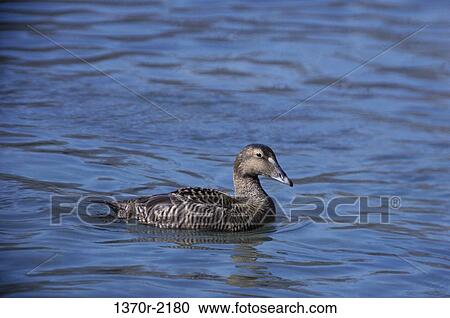 Female American Eider View Large Photo Image Stock Image - Female American Eider. Fotosearch