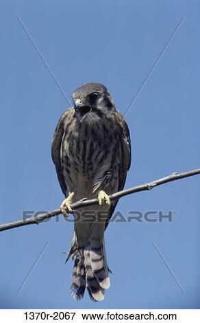 Female American Kestrel View Large Photo Image Stock Photo - Female American Kestrel. Fotosearch