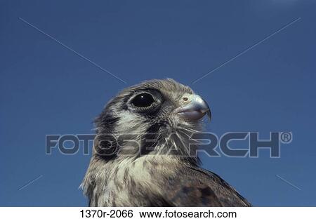 Female American Kestrel View Large Photo Image Stock Photograph - Female American Kestrel. Fotosearch