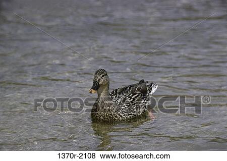 Female Mallard View Large Photo Image Stock Photo - Female Mallard. Fotosearch
