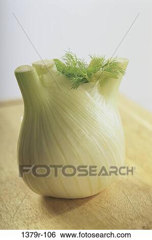Fennel View Large Photo Image Stock Photograph - Fennel. Fotosearch
