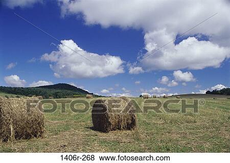 Field, farm, farming, crop, harvest, industry, clouds View Large Photo Image Stock Photo - Field, farm, farming, crop, harvest, industry, clouds. Fotosearch