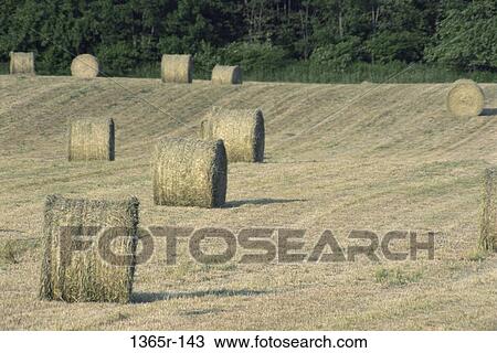 Field, farm, farming, crop, industry, hay View Large Photo Image Stock Image - Field, farm, farming, crop, industry, hay. Fotosearch