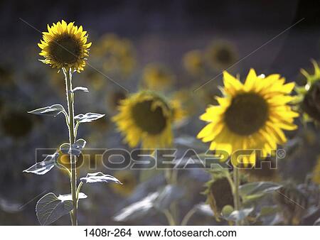 Field, leaves, sunflowers, flowers, nature, blooming View Large Photo Image Picture - Field, leaves, sunflowers, flowers, nature, blooming. Fotosearch