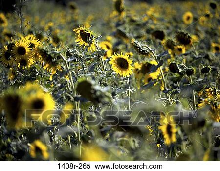 Field, leaves, sunflowers, flowers, nature, France View Large Photo Image Stock Photography - Field, leaves, sunflowers, flowers, nature, France. Fotosearch
