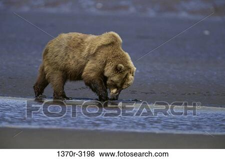 fish, Brown, water, brown bear, fishing, animal View Large Photo Image Stock Photo - fish, Brown, water, brown bear, fishing, animal. Fotosearch