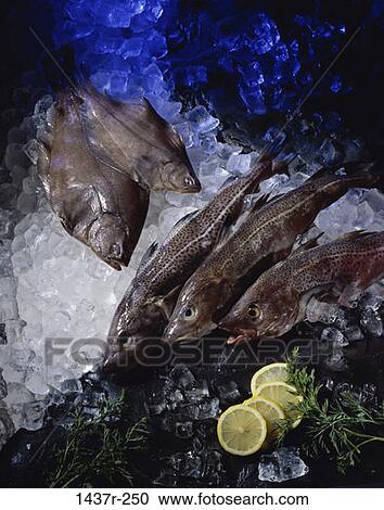 Stock Image - fish, ice, raw, uncooked, frozen, seafood, food. Fotosearch