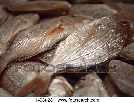fish, raw, uncooked, seafood, food, still life View Large Photo Image Stock Image - fish, raw, uncooked, seafood, food, still life. Fotosearch