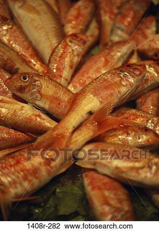 fish, red, seafood, food, still life, wares View Large Photo Image Stock Image - fish, red, seafood, food, still life, wares. Fotosearch