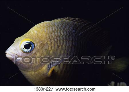 fish, sea, animal, underwater, marine, Sea creatures fish View Large Photo Image Stock Photo - fish, sea, animal, underwater, marine, Sea creatures fish. Fotosearch
