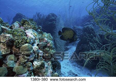 fish, sea, ocean, spotted, spots, coral View Large Photo Image Stock Image - fish, sea, ocean, spotted, spots, coral. Fotosearch