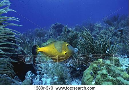 fish, sea, ocean, tropical, coral reef, coral View Large Photo Image Stock Image - fish, sea, ocean, tropical, coral reef, coral. Fotosearch