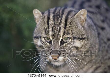 Fishing Cat View Large Photo Image Picture - Fishing Cat. Fotosearch