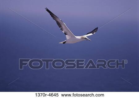 flight, bird, flying, animal, airborne, fly View Large Photo Image Stock Photography - flight, bird, flying, animal, airborne, fly. Fotosearch