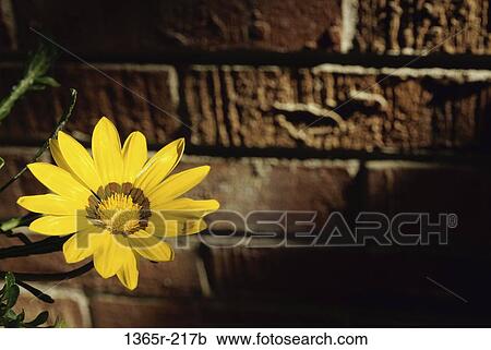 flower, nature, contrast, blooming, bloom, Flowers various View Large Photo Image Stock Image - flower, nature, contrast, blooming, bloom, Flowers various. Fotosearch