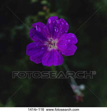 flower, nature, droplets, petals, drops View Large Photo Image Stock Photograph - flower, nature, droplets, petals, drops. Fotosearch