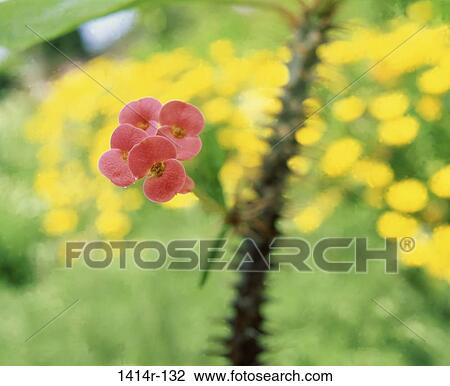 flower, nature, Flowers various View Large Photo Image Stock Image - flower, nature, Flowers various. Fotosearch