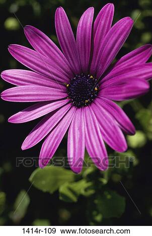 Stock Photo - flower, nature, petals, bloom, blossom, Flowers various. Fotosearch