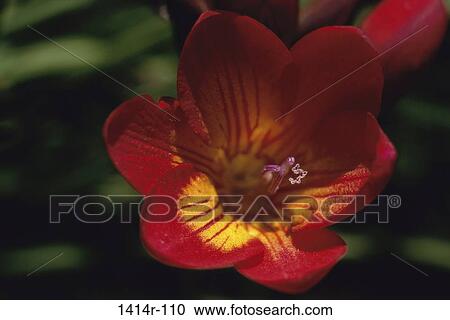 flower, nature, stamen, Flowers various View Large Photo Image Stock Image - flower, nature, stamen, Flowers various. Fotosearch