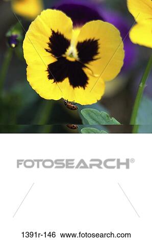 flower, outdoors, nature, pansy, Flowers pansies View Large Photo Image Stock Photograph - flower, outdoors, nature, pansy, Flowers pansies. Fotosearch
