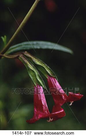 flowers, nature, Flowers various View Large Photo Image Stock Photo - flowers, nature, Flowers various. Fotosearch
