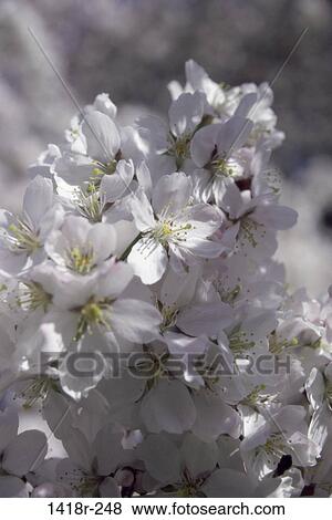 flowers, nature, garden, spring, detail, blossoms View Large Photo Image Stock Photo - flowers, nature, garden, spring, detail, blossoms. Fotosearch