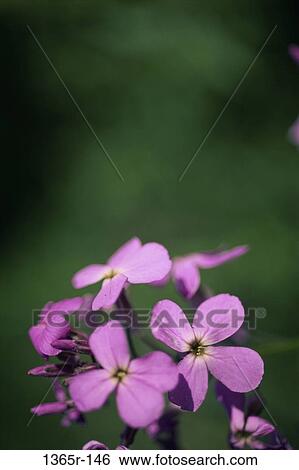 flowers, outdoors, nature, Flowers various View Large Photo Image Stock Photograph - flowers, outdoors, nature, Flowers various. Fotosearch