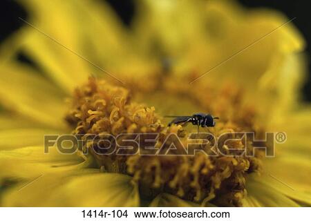 Fly View Large Photo Image Picture - Fly. Fotosearch