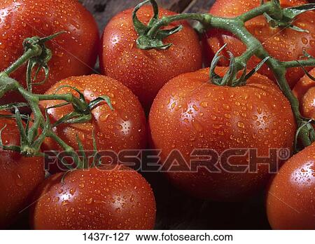 food, still life, tomatoes, wet, vegetable, Vegetables food View Large Photo Image Stock Photo - food, still life, tomatoes, wet, vegetable, Vegetables food. Fotosearch