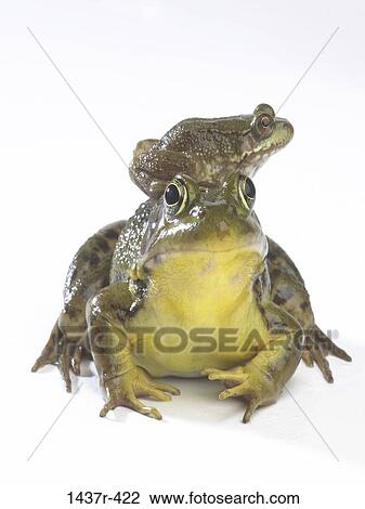 frogs, amphibians, pair, piggyback, animals View Large Photo Image Stock Image - frogs, amphibians, pair, piggyback, animals. Fotosearch