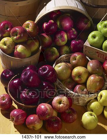 fruit, dewy, apples, diversity, food, still life View Large Photo Image Stock Image - fruit, dewy, apples, diversity, food, still life. Fotosearch