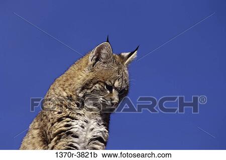 fur, staring, wild, watch, cat, watching, animal View Large Photo Image Stock Image - fur, staring, wild, watch, cat, watching, animal. Fotosearch