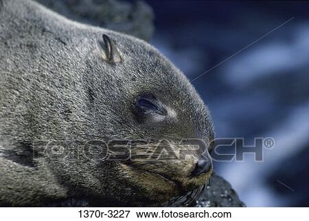 Stock Photo - fur, whiskers, seal, sea, sleeping, Galapagos. Fotosearch