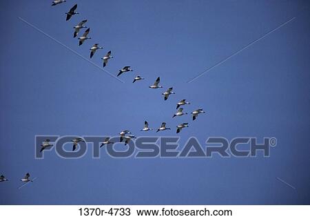 Geese View Large Photo Image Stock Image - Geese. Fotosearch